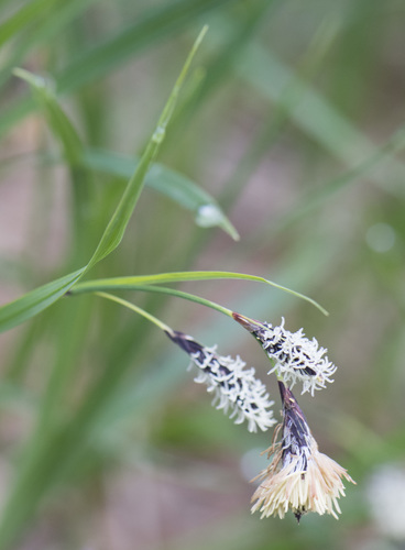 Carex mertensii iNat (1)