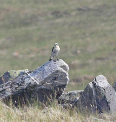 Oenanthe oenanthe