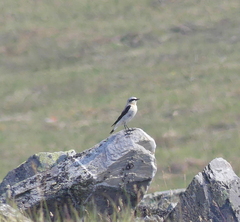 Oenanthe oenanthe
