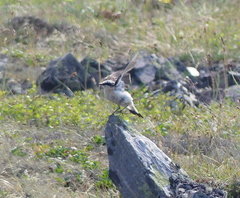 Oenanthe oenanthe