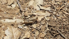 Lactista gibbosus
