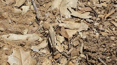 Lactista gibbosus