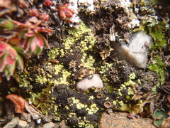 Arthrorhaphis alpina