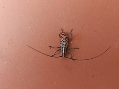 Macrochenus isabellinus