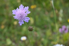 Scabiosa comosa