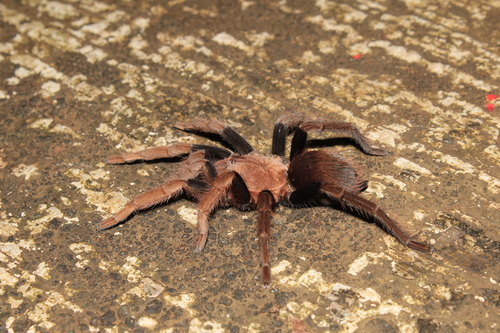 Los Tuxtlas Tarantula