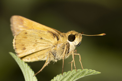 Lepidoptera
