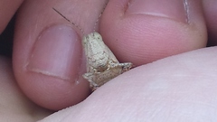 Lactista gibbosus