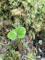 Neottia banksiana
