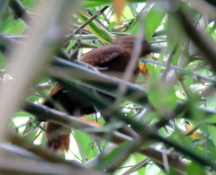 Micropternus brachyurus