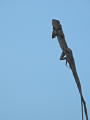 Calotes versicolor