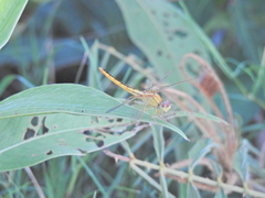 Crocothemis servilia