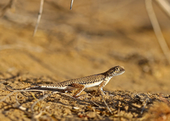 Phrynocephalus interscapularis