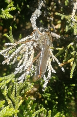 Stenopogon