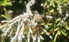 Stenopogon