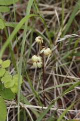 Pyrola chlorantha