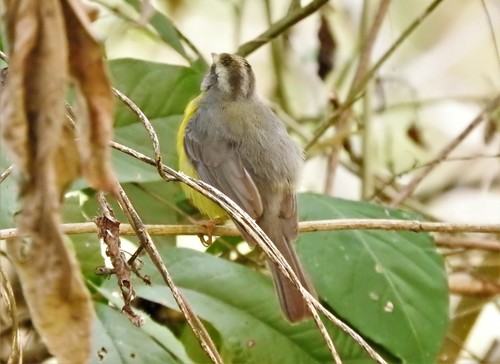 Golden-crowned Warbler