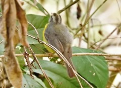 Golden-Crowned Warbler photo 6