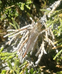 Stenopogon