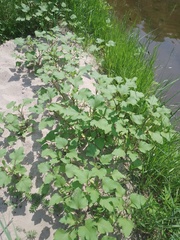 Xanthium orientale riparium
