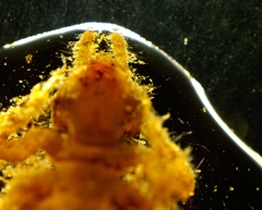 Dromogomphus