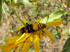 Megacyllene decora