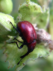 Merhynchites wickhami