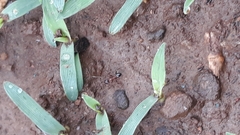 Pheidole coonoorensis