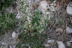 Salvia sclarea