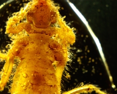 Dromogomphus
