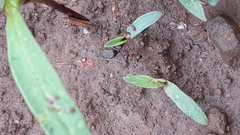Pheidole coonoorensis