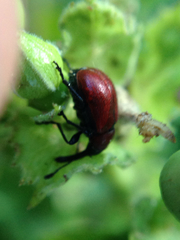 Merhynchites wickhami