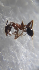 Pheidole coonoorensis
