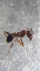 Pheidole coonoorensis