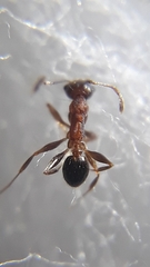 Pheidole coonoorensis