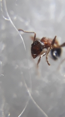 Pheidole coonoorensis
