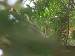 Mniotilta varia