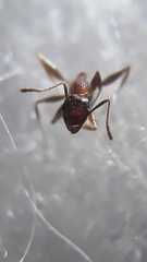 Pheidole coonoorensis
