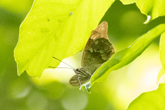 Archaeoprepona demophoon