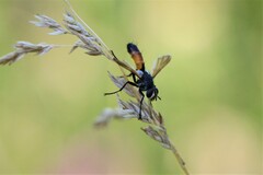 Cylindromyia brassicaria