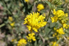 Medicago falcata