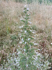 Echium italicum