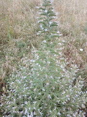 Echium italicum