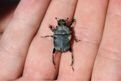 Gymnopleurus mopsus