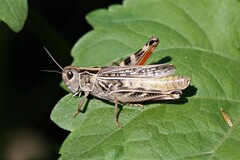 Arcyptera microptera