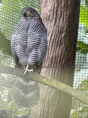 Micrastur ruficollis