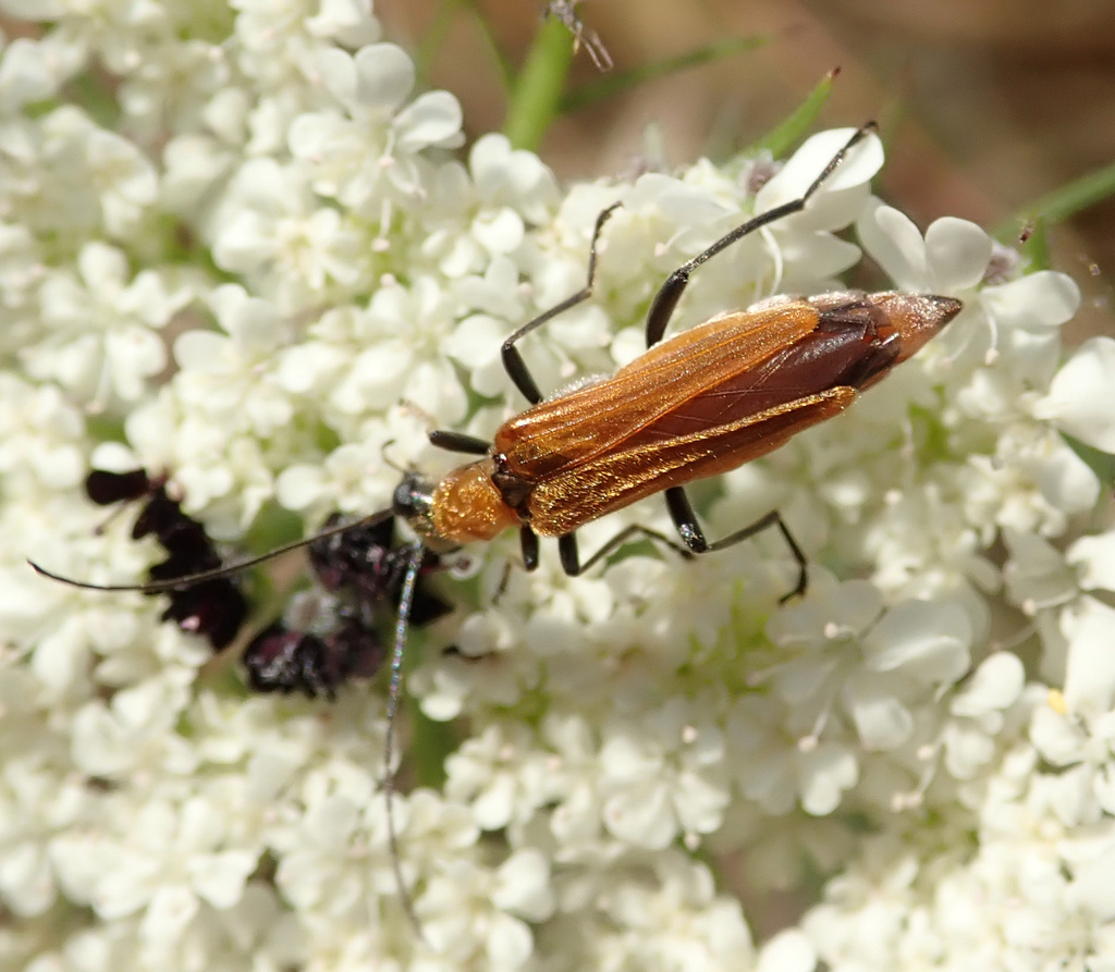 Oedemera penicillata