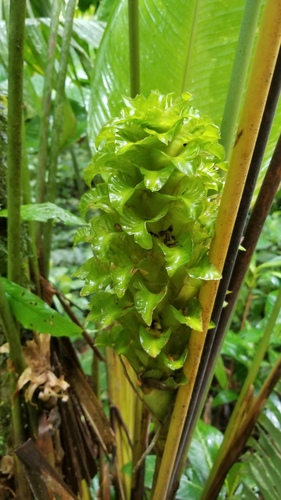 Calathea guzmanioides (Calathea guzmanioides)