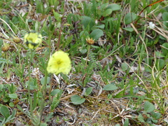 Papaver lapponicum