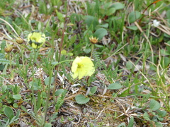 Papaver lapponicum